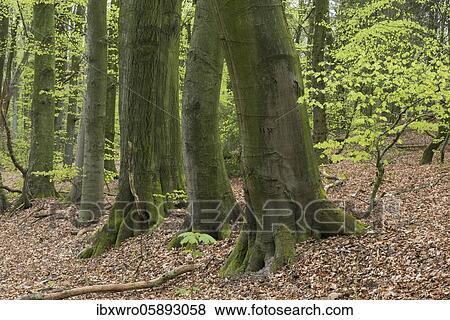 Beech trees ( Fagus sylvatica) in spring in the Damme mountains, forest, tree, Oldenburger Münsterland, Damme, Lower Saxony, Germany, Europe View Large Photo Image Stock Photo - Beech trees ( Fagus sylvatica) in spring in the Damme mountains, forest, tree, Oldenburger Münsterland, Damme, Lower Saxony, Germany, Europe. Fotosearch