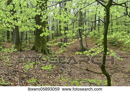 Beech trees ( Fagus sylvatica) in spring in the Damme mountains, forest, tree, Oldenburger Münsterland, Damme, Lower Saxony, Germany, Europe View Large Photo Image Stock Photo - Beech trees ( Fagus sylvatica) in spring in the Damme mountains, forest, tree, Oldenburger Münsterland, Damme, Lower Saxony, Germany, Europe. Fotosearch