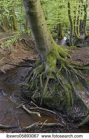 Stock Photo - Beech trees ( Fagus sylvatica) in spring in the Dammer mountains, forest, tree, roots, stop, Bexaddetal, Oldenburger Münsterland, Damme, Lower Saxony, Germany, Europe. Fotosearch