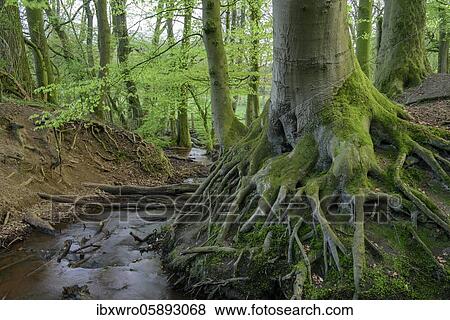 Beech trees ( Fagus sylvatica) in spring in the Dammer mountains, forest, tree, roots, stop, Bexaddetal, Oldenburger Münsterland, Damme, Lower Saxony, Germany, Europe View Large Photo Image Stock Photo - Beech trees ( Fagus sylvatica) in spring in the Dammer mountains, forest, tree, roots, stop, Bexaddetal, Oldenburger Münsterland, Damme, Lower Saxony, Germany, Europe. Fotosearch