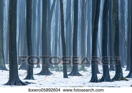 Beech trees ( Fagus sylvatica) in the winter ghost forest in Nienhagen, Baltic Sea, Mecklenburg-Western Pomerania, Germany, Europe View Large Photo Image Picture - Beech trees ( Fagus sylvatica) in the winter ghost forest in Nienhagen, Baltic Sea, Mecklenburg-Western Pomerania, Germany, Europe. Fotosearch