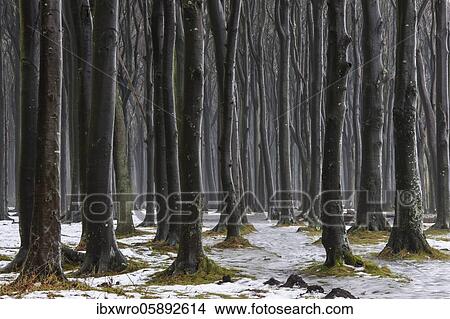 Beech trees ( Fagus sylvatica) in the winter ghost forest in Nienhagen, Baltic Sea, Mecklenburg-Western Pomerania, Germany, Europe View Large Photo Image Picture - Beech trees ( Fagus sylvatica) in the winter ghost forest in Nienhagen, Baltic Sea, Mecklenburg-Western Pomerania, Germany, Europe. Fotosearch