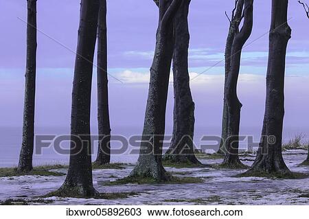 Beech trees ( Fagus sylvatica) in the winter ghost forest in Nienhagen, Baltic Sea, Mecklenburg-Western Pomerania, Germany, Europe View Large Photo Image Stock Image - Beech trees ( Fagus sylvatica) in the winter ghost forest in Nienhagen, Baltic Sea, Mecklenburg-Western Pomerania, Germany, Europe. Fotosearch