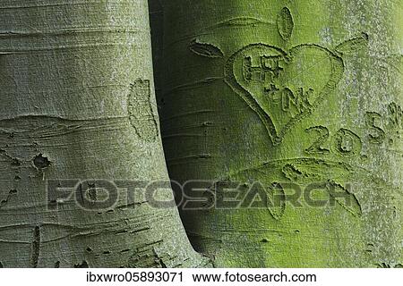 Beech trees ( Fagus sylvatica) in the Dammer mountains, heart, in love, symbol, forest, tree, Oldenburger Münsterland, Damme, Lower Saxony, Germany, Europe View Large Photo Image Stock Image - Beech trees ( Fagus sylvatica) in the Dammer mountains, heart, in love, symbol, forest, tree, Oldenburger Münsterland, Damme, Lower Saxony, Germany, Europe. Fotosearch