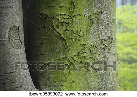 Beech trees ( Fagus sylvatica) in the Dammer mountains, heart, in love, symbol, forest, tree, Oldenburger Münsterland, Damme, Lower Saxony, Germany, Europe View Large Photo Image Stock Image - Beech trees ( Fagus sylvatica) in the Dammer mountains, heart, in love, symbol, forest, tree, Oldenburger Münsterland, Damme, Lower Saxony, Germany, Europe. Fotosearch