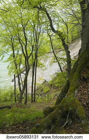 Beech trees ( Fagus sylvatica) on the chalk cliffs of Rügen, Jasmund National Park, Forest, Saßnitz, Mecklenburg-Western Pomerania, Germany, Europe View Large Photo Image Stock Image - Beech trees ( Fagus sylvatica) on the chalk cliffs of Rügen, Jasmund National Park, Forest, Saßnitz, Mecklenburg-Western Pomerania, Germany, Europe. Fotosearch