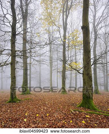 Stock Image - Beeches, forest in autumn, bare trees and fog, Kellerwald-Edersee National Park, Hesse, Germany, Europe. Fotosearch