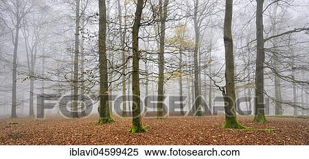 Beeches, forest in autumn, bare trees and fog, Kellerwald-Edersee National Park, Hesse, Germany, Europe View Large Photo Image Stock Photography - Beeches, forest in autumn, bare trees and fog, Kellerwald-Edersee National Park, Hesse, Germany, Europe. Fotosearch
