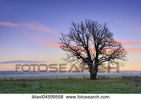 Stock Photo - Big bald oak, dawn, Magdeburger Börde, Saxony-Anhalt, Germany, Europe. Fotosearch