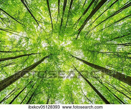 Big old beeches, natural beech forest, view into the treetops, Hainich National Park, Thuringia, Germany, Europe View Large Photo Image Stock Image - Big old beeches, natural beech forest, view into the treetops, Hainich National Park, Thuringia, Germany, Europe. Fotosearch