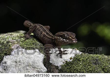 Bighead gecko (Paroedura stumpfii) in the rainforests of northwest Madagascar, Madagascar, Africa View Large Photo Image Stock Image - Bighead gecko (Paroedura stumpfii) in the rainforests of northwest Madagascar, Madagascar, Africa. Fotosearch