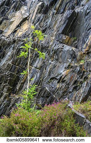 Birch (Betula) grows on a slate rock, Ballachulish, Scotland, Great Britain View Large Photo Image Stock Image - Birch (Betula) grows on a slate rock, Ballachulish, Scotland, Great Britain. Fotosearch