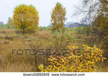 Birch (Betula) in autumn moor, tree, Goldenstedt, Lower Saxony, Germany, Europe View Large Photo Image Stock Photo - Birch (Betula) in autumn moor, tree, Goldenstedt, Lower Saxony, Germany, Europe. Fotosearch
