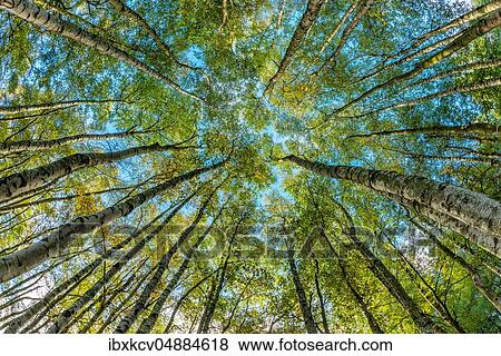 Birch forest, view from below into the tree tops, Harz foreland, Germany (Sachsen-Anhalt) View Large Photo Image Stock Photo - Birch forest, view from below into the tree tops, Harz foreland, Germany (Sachsen-Anhalt). Fotosearch