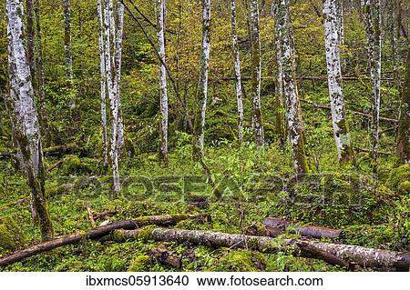 Birch trunks at the Obersee, Berchtesgadener Land, Berchtesgaden National Park, Bavaria, Germany, Europe View Large Photo Image Stock Image - Birch trunks at the Obersee, Berchtesgadener Land, Berchtesgaden National Park, Bavaria, Germany, Europe. Fotosearch
