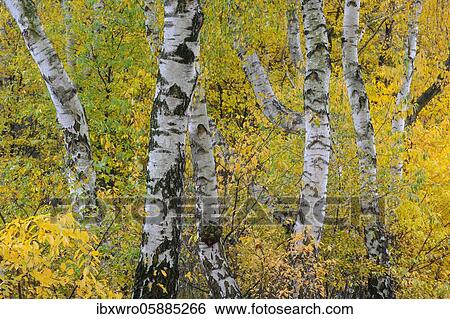 Birches ( Betula) in autumn, autumnal colouring, Goldenstedter Moor, Lower Saxony, Germany, Europe View Large Photo Image Stock Photograph - Birches ( Betula) in autumn, autumnal colouring, Goldenstedter Moor, Lower Saxony, Germany, Europe. Fotosearch