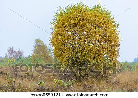 Stock Image - Birches ( Betula) in autumn moor, Goldenstedter Moor, Oldenburger Münsterland, Lower Saxony, Germany, Europe. Fotosearch