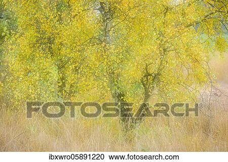 Birches ( Betula) in autumn moor, Goldenstedter Moor, Oldenburger Münsterland, Lower Saxony, Germany, Europe View Large Photo Image Stock Image - Birches ( Betula) in autumn moor, Goldenstedter Moor, Oldenburger Münsterland, Lower Saxony, Germany, Europe. Fotosearch