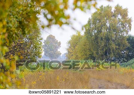 Birches ( Betula) in autumn moor, Goldenstedter Moor, Oldenburger Münsterland, Lower Saxony, Germany, Europe View Large Photo Image Stock Image - Birches ( Betula) in autumn moor, Goldenstedter Moor, Oldenburger Münsterland, Lower Saxony, Germany, Europe. Fotosearch