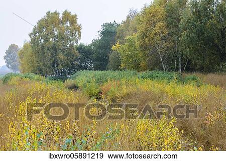 Birches ( Betula) in autumn moor, Goldenstedter Moor, Oldenburger Münsterland, Lower Saxony, Germany, Europe View Large Photo Image Stock Photo - Birches ( Betula) in autumn moor, Goldenstedter Moor, Oldenburger Münsterland, Lower Saxony, Germany, Europe. Fotosearch