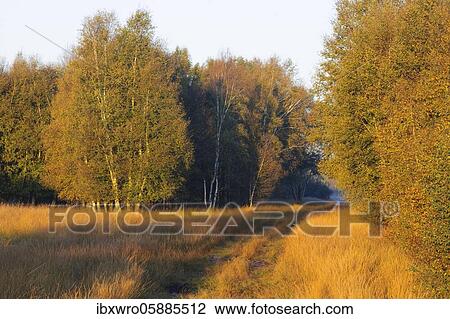 Birches (Betula) on the way to Rehdener Geestmoor, Moor, Rehden, Lower Saxony, Germany, Europe View Large Photo Image Stock Image - Birches (Betula) on the way to Rehdener Geestmoor, Moor, Rehden, Lower Saxony, Germany, Europe. Fotosearch