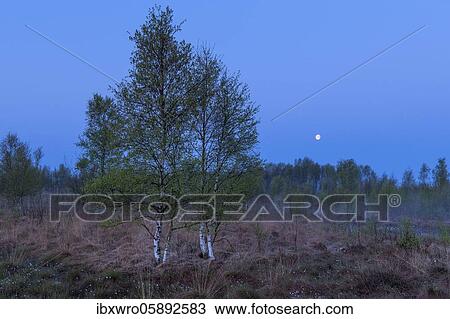 Birches in the moonlight in the Neustadt Moor, Wagenfeld, Lower Saxony, Germany, Europe View Large Photo Image Stock Image - Birches in the moonlight in the Neustadt Moor, Wagenfeld, Lower Saxony, Germany, Europe. Fotosearch