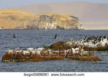 Stock Image - Bird Island in Paracas National Reserve, Paracas, Ica Region, Peru, South America. Fotosearch