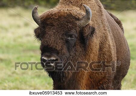 Stock Image - Bison, European bison (Bison bonasus) bull, animal portrait, Germany, Europe. Fotosearch