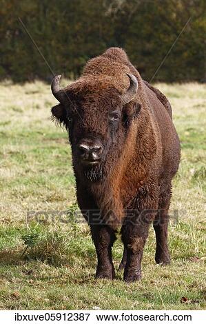 Bison, European bison (Bison bonasus) Bulle, Germany, Europe View Large Photo Image Stock Photo - Bison, European bison (Bison bonasus) Bulle, Germany, Europe. Fotosearch