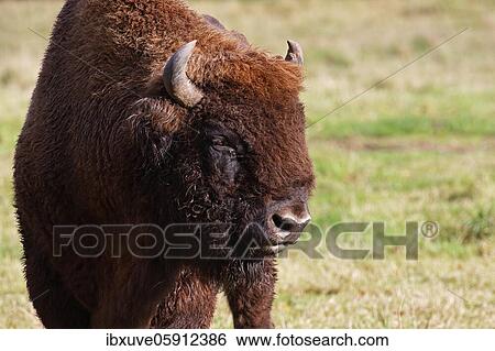 Bison, European bison (Bison bonasus) bull, animal portrait, Germany, Europe View Large Photo Image Stock Photograph - Bison, European bison (Bison bonasus) bull, animal portrait, Germany, Europe. Fotosearch
