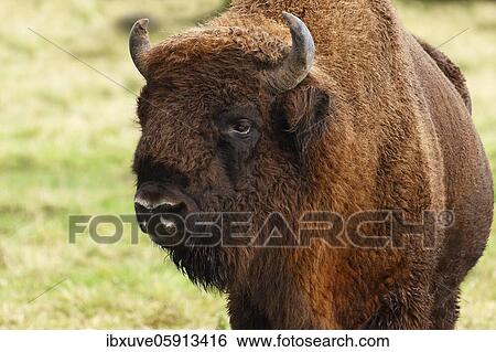 Bison, European bison (Bison bonasus) bull, animal portrait, Germany, Europe View Large Photo Image Stock Photograph - Bison, European bison (Bison bonasus) bull, animal portrait, Germany, Europe. Fotosearch