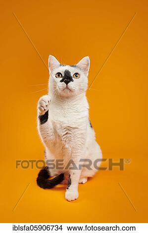 Black and white cat (Felis silvestris catus) sitting, raising paw, waving, in studio with yellow background, animal portrait, Austria, Europe View Large Photo Image Picture - Black and white cat (Felis silvestris catus) sitting, raising paw, waving, in studio with yellow background, animal portrait, Austria, Europe. Fotosearch