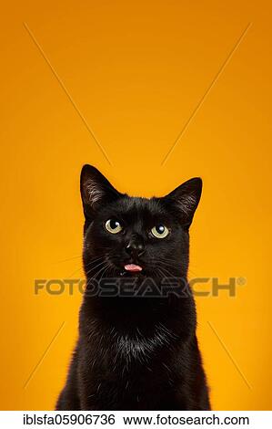 Black cat (Felis silvestris catus), shows tongue, in studio with yellow background, animal portrait, Austria, Europe View Large Photo Image Stock Photograph - Black cat (Felis silvestris catus), shows tongue, in studio with yellow background, animal portrait, Austria, Europe. Fotosearch