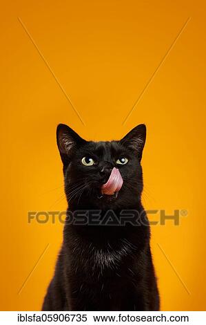 Stock Photography - Black cat (Felis silvestris catus) licks his mouth, in studio with yellow background, animal portrait, Austria, Europe. Fotosearch