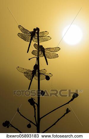 Black Darters ( Sympetrum danae) with dew on a culm at sunrise in a moor, Goldenstedter Moor, Lower Saxony, Germany, Europe View Large Photo Image Stock Image - Black Darters ( Sympetrum danae) with dew on a culm at sunrise in a moor, Goldenstedter Moor, Lower Saxony, Germany, Europe. Fotosearch
