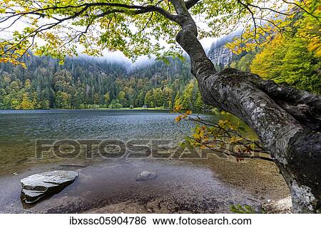 Black Forest, Feldsee in autumn, Baden-Württemberg, Germany, Europe View Large Photo Image Stock Photograph - Black Forest, Feldsee in autumn, Baden-Württemberg, Germany, Europe. Fotosearch