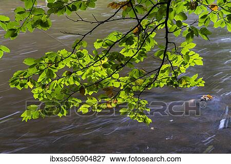 Black Forest, Wutach gorge in autumn, Baden-Württemberg, Germany, Europe View Large Photo Image Stock Photo - Black Forest, Wutach gorge in autumn, Baden-Württemberg, Germany, Europe. Fotosearch