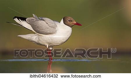 Black-headed gull (Larus ridibundus), breeding gown, stands in shallow water, Kiskunsag National Park, Hungary, Europe View Large Photo Image Stock Image - Black-headed gull (Larus ridibundus), breeding gown, stands in shallow water, Kiskunsag National Park, Hungary, Europe. Fotosearch