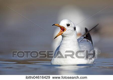 Black-headed gull (Larus ridibundus), silence dress, calling in water, Heligoland, Schleswig-Holstein, Germany, Europe View Large Photo Image Stock Photo - Black-headed gull (Larus ridibundus), silence dress, calling in water, Heligoland, Schleswig-Holstein, Germany, Europe. Fotosearch