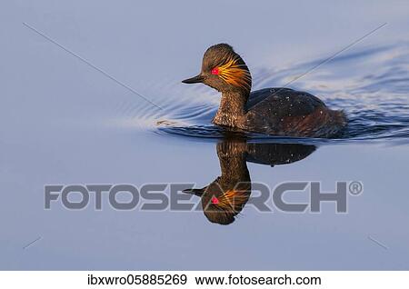 Black-necked Grebe ( Podiceps nigricollis) floating at sea, reflection, Goldenstedter Moor, Lower Saxony, Germany, Europe View Large Photo Image Stock Photo - Black-necked Grebe ( Podiceps nigricollis) floating at sea, reflection, Goldenstedter Moor, Lower Saxony, Germany, Europe. Fotosearch