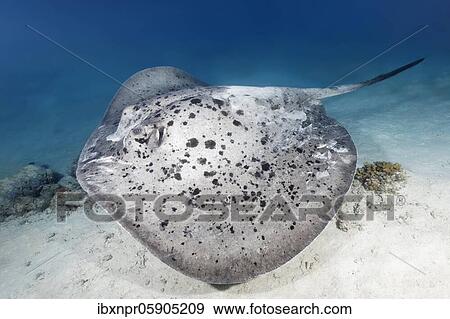Black spotted stingray (Taeniura meyeni) swimming over sand bottom, Andaman Sea, Mu Ko Similan National Park, Similan Islands, Phang Nga Province, Thailand, Asia View Large Photo Image Stock Photo - Black spotted stingray (Taeniura meyeni) swimming over sand bottom, Andaman Sea, Mu Ko Similan National Park, Similan Islands, Phang Nga Province, Thailand, Asia. Fotosearch