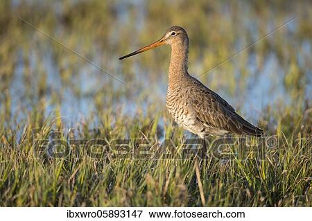 Black-tailed godwit ( Limosa limosa) in Feuchtwiese, Dümmerniederung, Lembruch, Lower Saxony, Germany, Europe View Large Photo Image Stock Photo - Black-tailed godwit ( Limosa limosa) in Feuchtwiese, Dümmerniederung, Lembruch, Lower Saxony, Germany, Europe. Fotosearch
