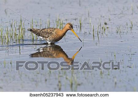 Black-tailed godwit (Limosa limosa), stands in water, Lower Saxony, Germany, Europe View Large Photo Image Stock Image - Black-tailed godwit (Limosa limosa), stands in water, Lower Saxony, Germany, Europe. Fotosearch