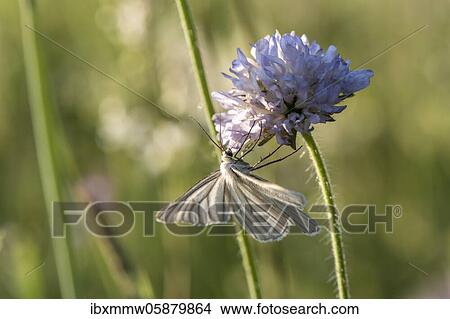 Picture - Black-veined white ( Aporia crataegi) on purple blossom, Perlacher Forst, Upper Bavaria, Bavaria, Germany, Europe. Fotosearch