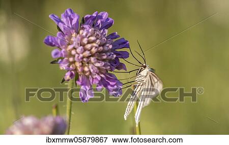 Stock Photo - Black-veined white ( Aporia crataegi) on purple blossom, Perlacher Forst, Upper Bavaria, Bavaria, Germany, Europe. Fotosearch