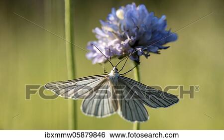 Stock Photograph - Black-veined white ( Aporia crataegi) on purple blossom, Perlacher Forst, Upper Bavaria, Bavaria, Germany, Europe. Fotosearch