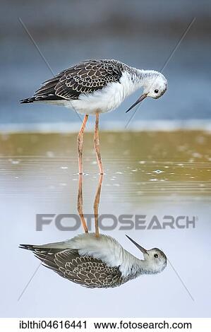 Stock Image - Black-winged Black-winged Stilt (Himantopus himantopus), Young bird in shallow water, Lake Neusiedl, Austria, Europe. Fotosearch
