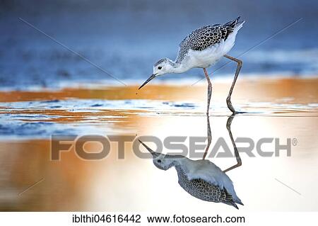 Stock Image - Black-winged Black-winged Stilt (Himantopus himantopus), Young bird, search for food in water, Lake Neusiedl, Austria, Europe. Fotosearch