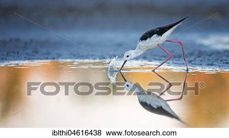 Stock Photo - Black-winged Black-winged Stilt (Himantopus himantopus), alto-bird in water on search of food, Lake Neusiedl, Austria, Europe. Fotosearch