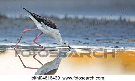 Stock Photo - Black-winged Black-winged Stilt (Himantopus himantopus), adult bird, search for food in the water, Lake Neusiedl, Austria, Europe. Fotosearch